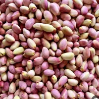فروش پسته تر وتازه با بهترین قیمت