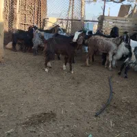 8عدد کهره نرو5عدد ماده|حیوانات مزرعه|جهرم, |دیوار