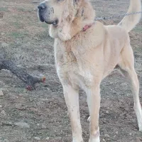 سگ سراب