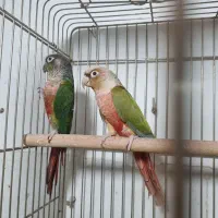 طوطی گرینچگ  طوطی برزیلی