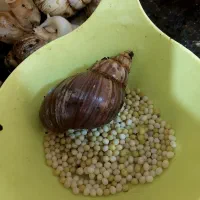 حلزون آچاتینا|خزنده|کرمان, |دیوار