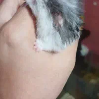 خوکچه هندی و همستر|موش و خرگوش|رشت, کوی غلام نیا|دیوار