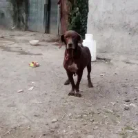 سگ شکاری|سگ|آستانه اشرفیه, |دیوار