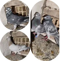 کفتر یا کبوتر