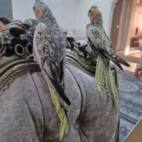 عروس هلندی|پرنده|پاکدشت, پاکدشت (مامازند)|دیوار