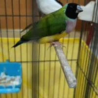 فنچ ستاره ای ، گلدین|پرنده|تهران, سبلان (لشگر)|دیوار