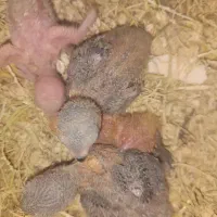 جوجه طوطی برزیلی سرلاکی