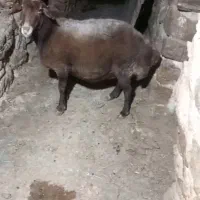 میش جوان آبستن،یک ماه دیگه میزاد