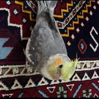 عروس هلندی گم‌شده