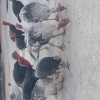 ۱۰عددبوقلمون دونه ای ۳میلیون