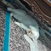 گربه|گربه|اصفهان, بهرام‌آباد|دیوار