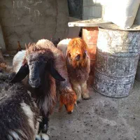 میش و بره|حیوانات مزرعه|شوشتر, |دیوار