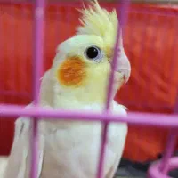 جوجه عروس هلندی سخنگو|پرنده|اهر, |دیوار