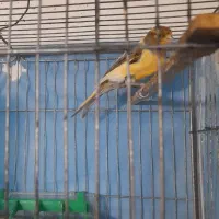 ماده ابلغ اماده سرحال