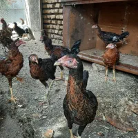 جوجه تشنومحلی|حیوانات مزرعه|سنگدوین, |دیوار