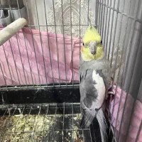 عروس هلندی و معاوضه|پرنده|قرچک, زیبا شهر|دیوار