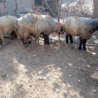 شیشک قوچ روزگاری