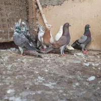 کبوتر‌تهرانی‌اس