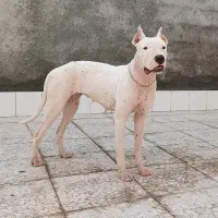 سگ داگو آرژانتینو ماده