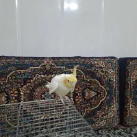 عروس هلندی|پرنده|قم, زاویه|دیوار