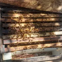 کندو زنبور عسل|حیوانات مزرعه|شاهین دژ, |دیوار