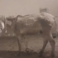 الاغ نر