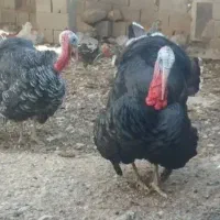 بوقلمون