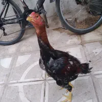 جوجه خروس لاری