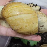حلزون سوپر مولد و تخم گذار
