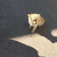 پامر اشپیتز روباهی