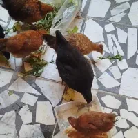 جوجه ۳ ماهه در لنگرود