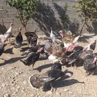بوقلمون