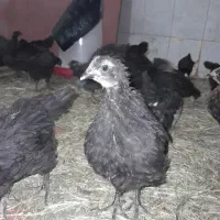 جوجه‌ مرغ بلک استار