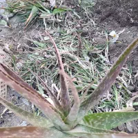 آلوئه ورا مادری برای تکثیر بالای صد عدد