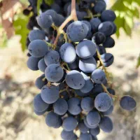 انگور سیاه دیمی تاکستان خودم