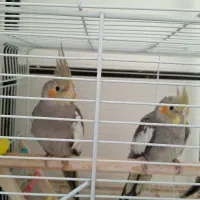 عروس هلندی فول دستی و سخنگو