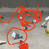 کبوتر گم شده