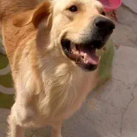 سگ گلدن رتریور نر