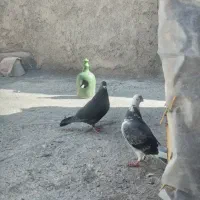 کبوتر|پرنده|معصومیه, |دیوار