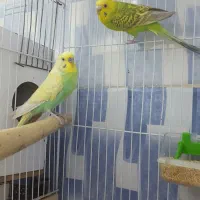 مرغ عشق معاوضه با کفتر