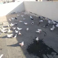 دمسفید اردک|پرنده|قزوین, |دیوار