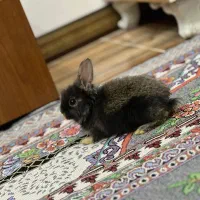 خرگوش|موش و خرگوش|اهواز, نادری|دیوار