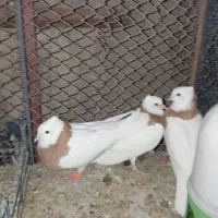 طوق زرد|پرنده|زابل, |دیوار