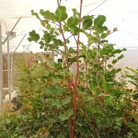 نهال خرنوب|گل و گیاه طبیعی|شیراز, شهرک امیر کبیر|دیوار