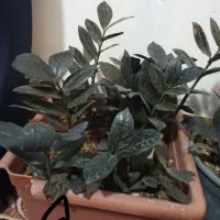 زاموفیلیابلک|گل و گیاه طبیعی|گلپایگان, |دیوار