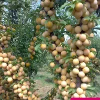 فروش نهال گردو بادام صنوبر نیگرا کبوده درنهالستان
