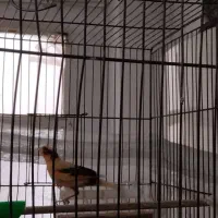 خط موبایل|پرنده|تهران, گرگان|دیوار