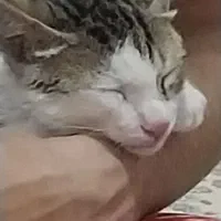 گربه ام گمشدهمژدگانیبهکسی که پیداش کنه