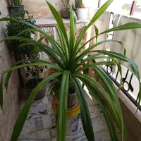 پاندانوس سالم و سرحال