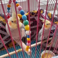 عروس هلندی اهلی|پرنده|باسمنج, |دیوار